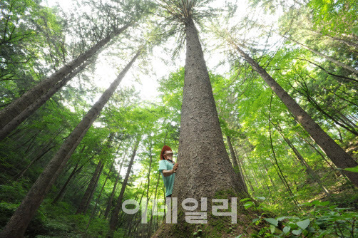 전북 무주군의 국립덕유산자연휴양림 내 독일가문비나무. (사진=산림청 제공)