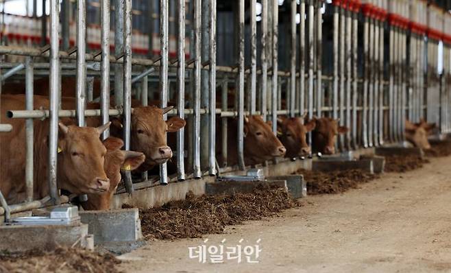 지난 11일 충북 청주 구제역 최초 발생지에서 가까운 한 한우 농장 소들이 사료를 먹고 있다. ⓒ연합뉴스