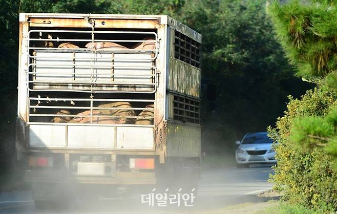 양돈농장에서 돼지를 실은 차량이 한 도축장으로 이동하고 있다. ⓒ뉴시스