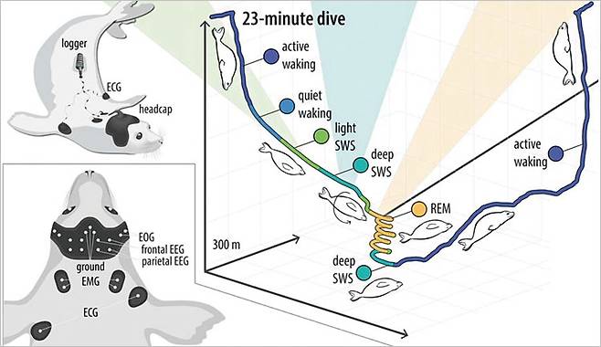 코끼리물범이 잠수하는 동안 뇌 활동을 알기 위해 뇌파(EEG) 센서를 머리에 달았다. 근전도(EMG), 심전도(ECG) 센서도 따로 달아 운동 상태도 확인했다. 물범은 각성(waking) 상태에서 숙면인 서파수면(SWS) 상태에 들어갔다가 300m 깊이에선 렘(REM) 수면에 들어가 자유낙하했다. 사진 Science