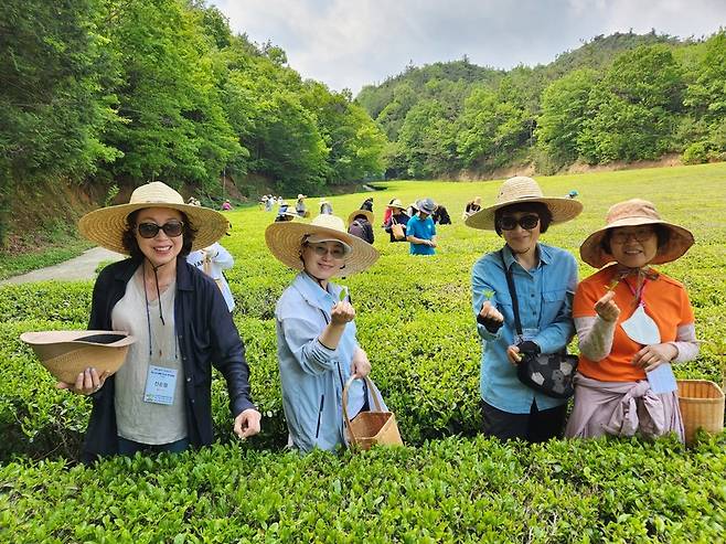 전국에서 직무연수 차 보성에 방문한 교사와 교직원들이 차밭에서 찻잎을 따는 체험을 하고 있다. / 사진=보성군 제공