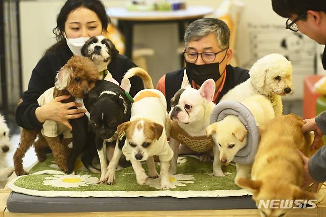 반려동물 입양센터에서 새 주인을 기다리고 있는 강아지들. (사진=뉴시스DB) photo@newsis.com