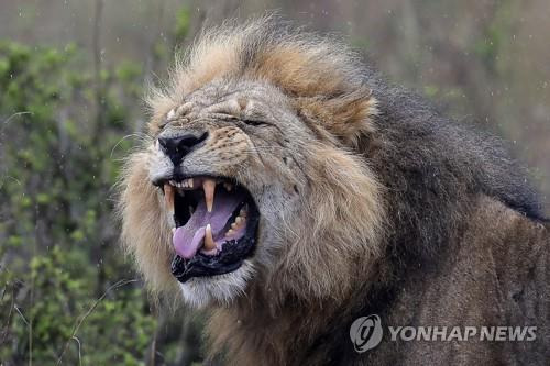 케냐서 민가 침입한 사자 6마리 한꺼번에 사살돼 케냐 수도 나이로비에 있는 '나이로비 국립공원'에서 수사자 한 마리가 포효하고 있다.[EPA 연합뉴스 자료사진, 재판매 및 DB rmawl]