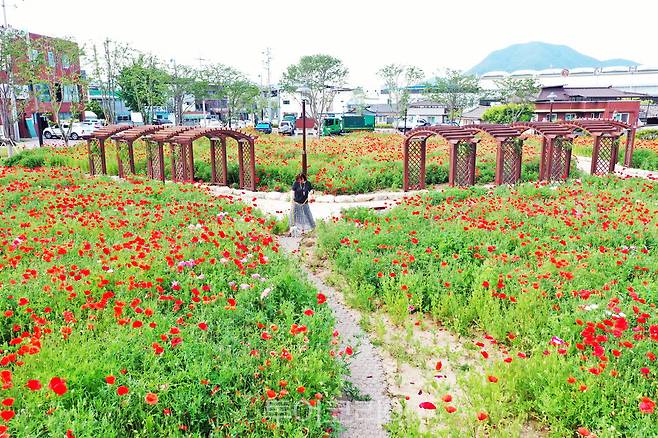 청송 주왕산관광단지와 진보 객주공원 꽃양귀비 활짝.[사진=청송군]