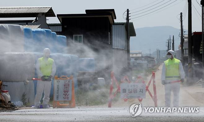 구제역 방역 ※ 기사와 직접적인 관계가 없습니다. [연합뉴스 자료 사진]