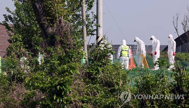 구제역 방역 ※ 기사와 직접적인 관계가 없습니다. [연합뉴스 자료 사진]