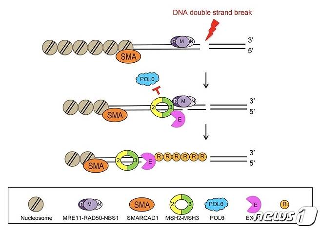 새롭게 발견된 DNA 이중나선 절단 복구법(IBS 제공)