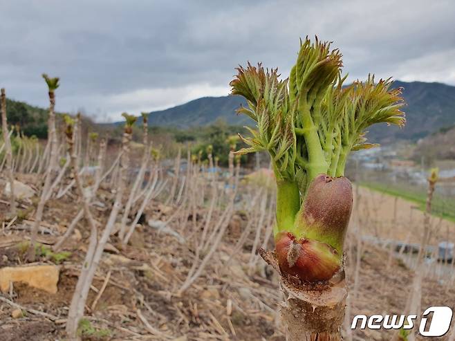 17일 충북 충주경찰서는 2023년 1회 경미범죄심사위원회를 열어 사유지에서 두릅을 땄다가 절도 혐의를 받던 60대 남녀를 즉결심판으로 감경 처분했다고 밝혔다.(자료사진)/뉴스1 ⓒ News1 김동규 기자