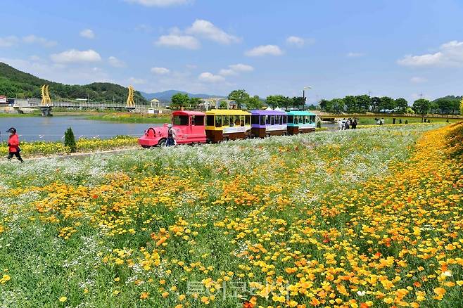 19일부터 열리는 장성 황룡강 홍길동무 꽃길축제 기간에 남도국악제, 남도음식 토크쇼가 열린다. 사진은 지난해 가을꽃축제 현장"