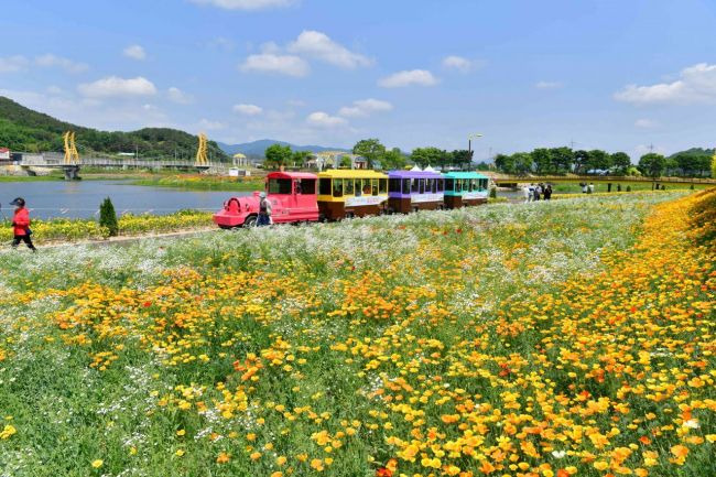 사진은 지난해 가을꽃축제 현장[사진제공=장성군]