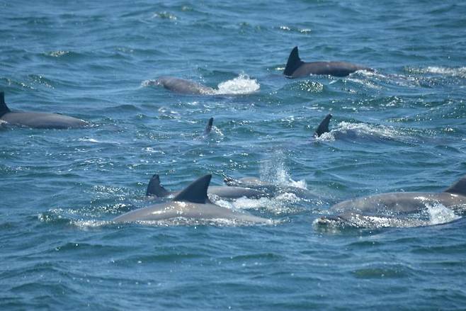 돌고래를 따라 항해하는 ‘저비스 베이 와일드’. ⓒJervis bay wild