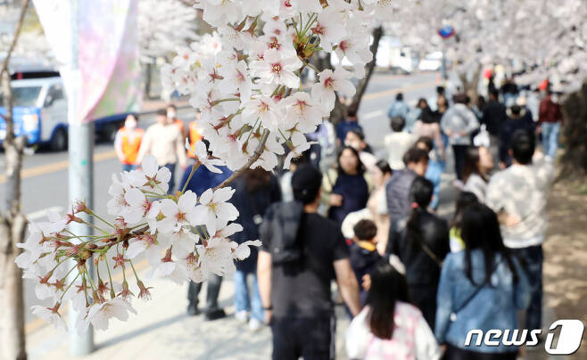 1일 오전 서울 영등포구 여의도 윤중로를 찾은 시민들이 벚꽃길을 걸으며 봄을 만끽하고 있다 /사진=뉴스1