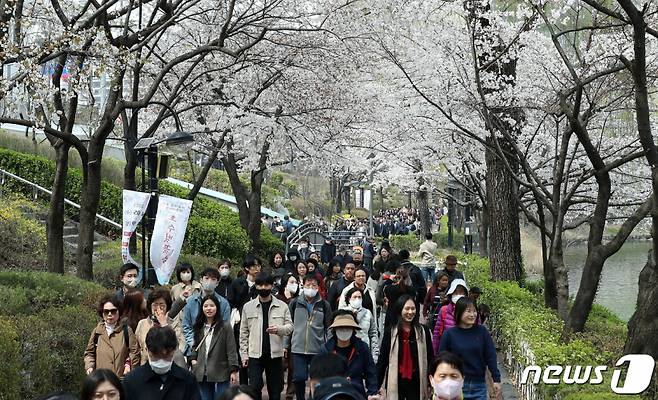서울 송파구 석촌호수 벚꽃길을 찾은 시민들이 활짝 핀 벚꽃 아래 산책을 하며 봄기운을 만끽하고 있다 /사진=뉴스1