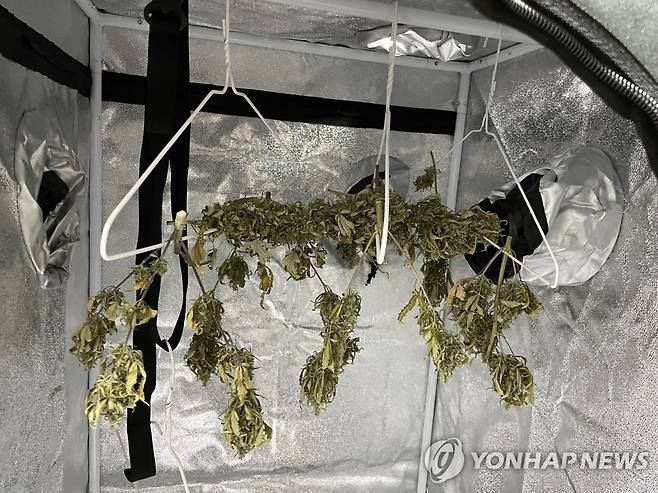 암막텐트에서 건조 중인 대마 (제주=연합뉴스) 제주경찰청은 제주시 내 오피스텔에서 대마를 재배하고 이를 말려 보관하며 상습적으로 흡연해온 20대 여성과 남성 각각 1명을 구속했다고 27일 밝혔다.
    사진은 오피스텔 내 설치된 암막텐트에서 건조 중이던 대마. 2023.4.27 [제주경찰청 제공. 재판매 및 DB 금지] dragon.me@yna.co.kr