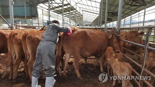 구제역 백신 접종 연합뉴스 자료사진