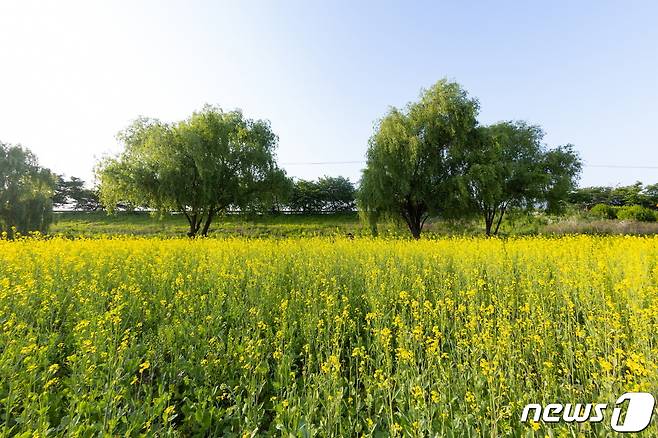 오는 20일부터 고양시 강매석교공원에서 창릉천 유채꽃 축제가 9일간 진행된다. (고양시 제공)