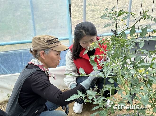 LG유플러스와 LG헬로비전 임직원이 과수원에서 토마토 곁눈제거 활동을 펼치고 있다.