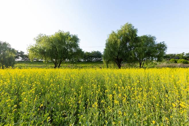 창릉천 유채꽃밭. / 사진제공=고양특례시