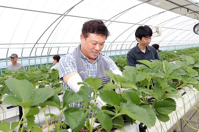 18일 이학수 정읍시장이 시 기획예산실 직원들과 함께 과교동 딸기농가를 찾아 수확일을 돕고 있다. *재판매 및 DB 금지