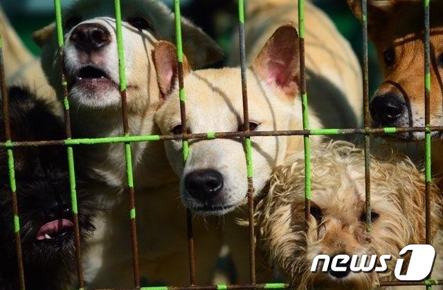 제주도는 제주시 애월읍 어음리 일대 1만2000여㎡ 부지에 사업비 90억원을 투입, 내년 말까지 반려동물 복지문화센터를 조성하는 사업을 추진한다고 19일 밝혔다. 제주 유기동물보호센터 내 유기견(제주도 제공)/뉴스1