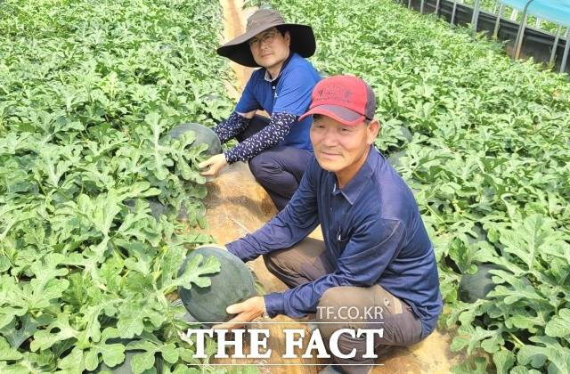 19일 정읍시농업기술센터(소장 전정기)에 따르면 지역 대표 농산물인 ‘단풍미인 씨 없는 수박’이 100일간의 기다림 끝에 소비자를 만날 준비를 마쳤다. / 정읍시