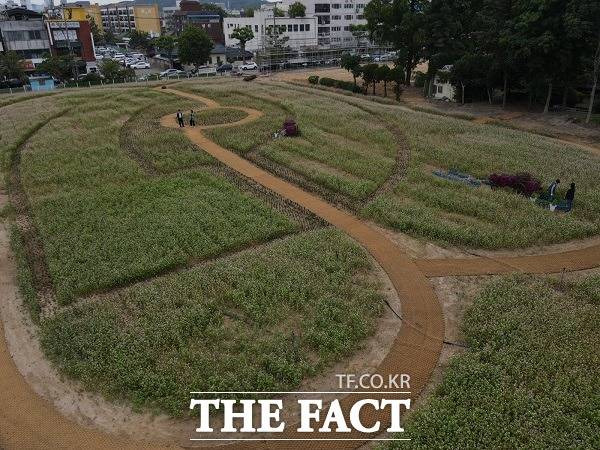 충북 청주시 옛 시청사 철거 부지에 5341㎡ 규모의 '메밀정원'이 조성됐다. /청주시