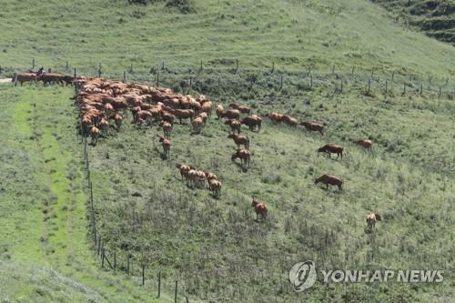 소떼 [연합뉴스 자료사진]