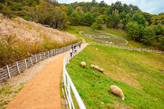 모나파크 용평리조트 애니포레 양떼. 한국관광공사 제공