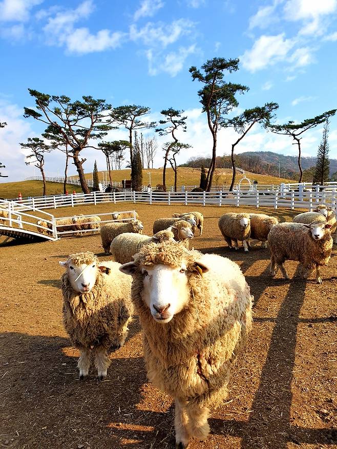 증평 벨포레목장.