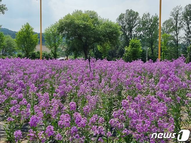 21일 경기 가평군 자라섬 남도 꽃정원에 한 관광객이 보랏빛 꽃길을 걷고 있다.2023.5.21 양희문 기자