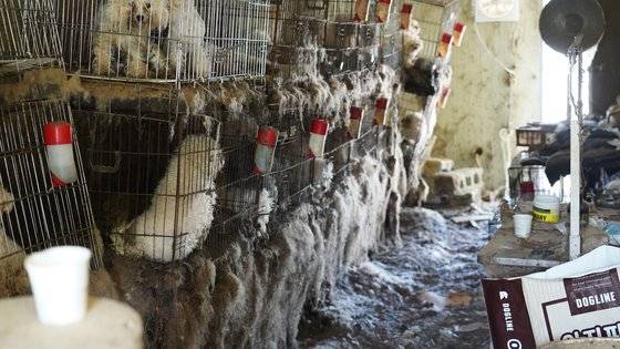 지난 2일 전북 진안에서 허가 없이 개를 생산해온 불법 번식장이 적발됐다. 남윤우 인턴