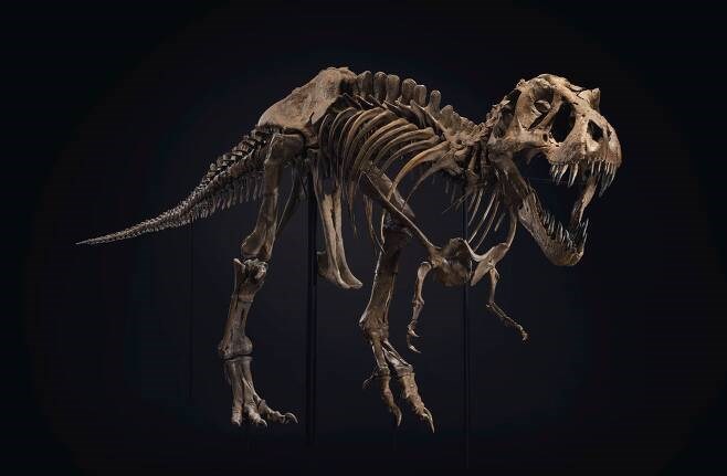 티라노사우루스의 화석. 자료사진
