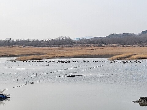 지난 3월6일 오후 3시 인천 중구 영종해안도로. 이제는 폐쇄된 홍대염전에 검은머리물떼새 무리가 쉬고 있다. 이승욱 기자