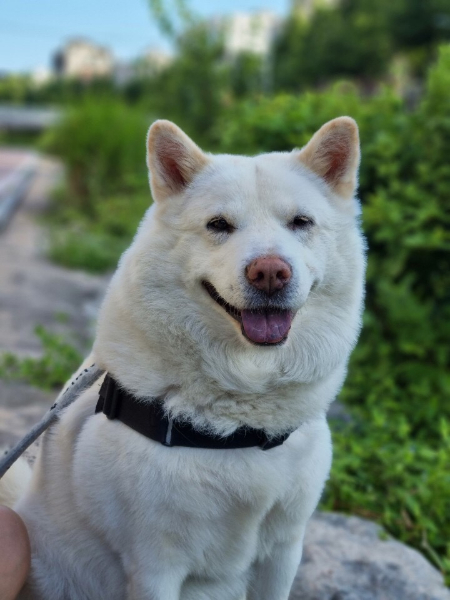 미소가 참 포근하고 멋지다, 보굠아./사진=보굠이 보호자님