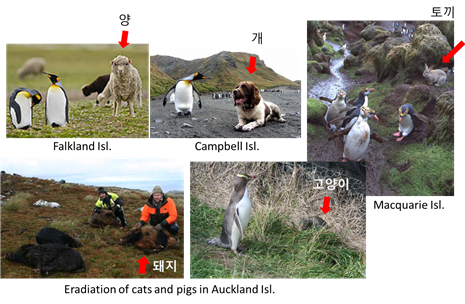 그림 4. 아남극 섬들에서 인위적 목적으로 도입된 동물들