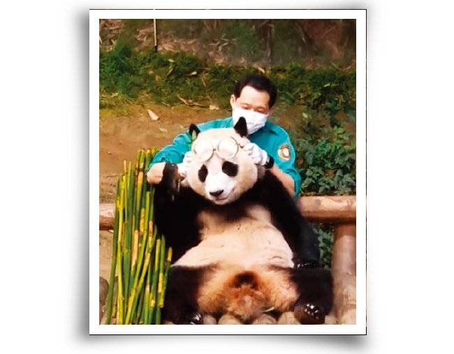 중국 정부가 국가 간 우호를 위해 한국에 보낸 판다 푸바오가 사육사와 함께 시간을 보내고 있다. [유튜브 채널 에버랜드 캡처]