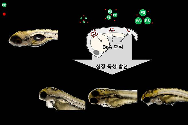 미세플라스틱에 의한 BaA 축적 및 심장 독성의 효과를 유도하는 과정 모식도.[한국생명공학연구원 제공]