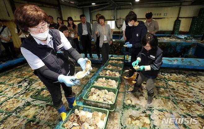 [부산=뉴시스] 하경민 기자 = 식품의약품안전처가 수입 수산물 방사능 검사 현장점검에 나선 25일 부산 서구 부산감천항수산물시장의 한 보세창고에서 감천항수입식품검사소 검사관들과 오유경 식약처장이 소비자, 수산물 수입업자, 급식업체, 학계 전문가 등이 지켜보는 가운데 일본산 활가리비에 대한 관능검사와 정밀검사를 위한 검체를 채취하고 있다. 2023.05.25. yulnetphoto@newsis.com