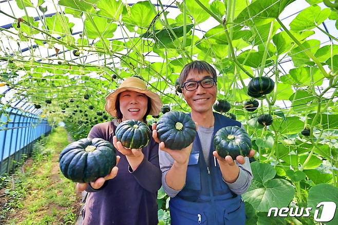 전남 해남군의 대표 특화작목인 공중재배 미니 밤호박 수확이 시작됐다. (해남군 제공)/뉴스1 ⓒ News1