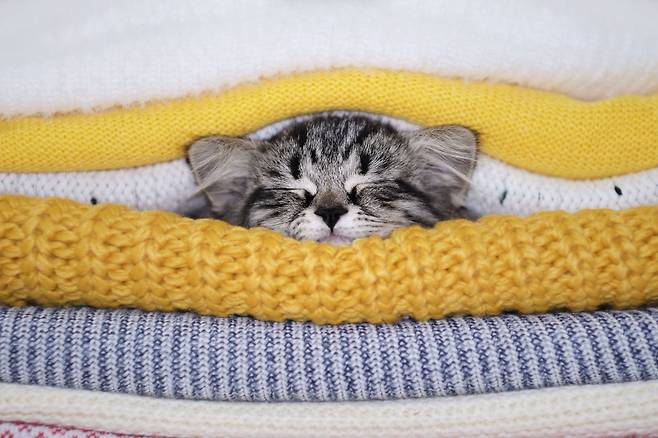 🙀 고양이 가래 끓는 소리, 어쩌면 좋지? | 비마이펫