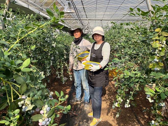 충북 영동에서 청과를 생산·유통하는 정민자 아주마 대표(오른쪽)와 블루베리 농장주의 모습. <쿠팡>
