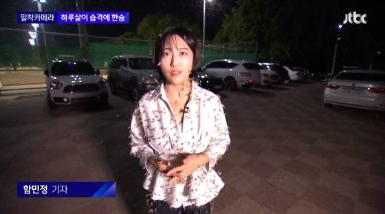 기자에게 조명이 비추자 동양하루살이가 모여들었다. [JTBC 뉴스룸 캡처]