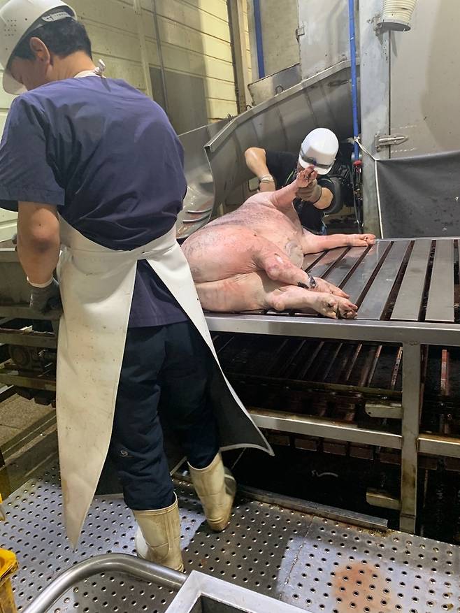 한 돼지 도축장에서 노동자들이 작업을 하고 있는 모습. 문길주 제공. 경향신문 자료사진