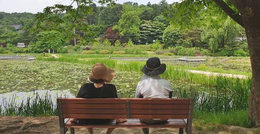남양주 봉선사의 연꽃 군락지 일대를 바라보며 시간을 보내고 있는 노부부의 모습. 송상호기자