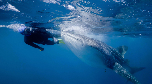 호주 서부 닝갈루 해안의 산호초 지대에 서식하는 고래상어가 자신을 6년째 쫓아다니는 연구진을 ‘청소부’로 오해하는 일이 벌어졌다. 연구진이 몸통에 붙어 있는 기생생물을 쉽게 긁어낼 수 있도록 기다려주는 모습이 포착됐기 때문이다. 사진제공=웨스턴 오스트레일리아 대학교(UWA)