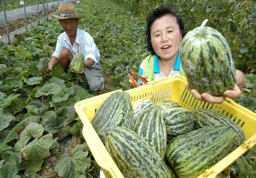 우리 조상들이 즐겨 먹던 참외는 지금의 샛노란 참외와는 외양부터 다르다. 현재도 재배되는 대표적인 재래종은 <개구리참외>로 충남 천안 성환지역의 특산물이다. 사진은 <개구리참외>를 들어 보이고 있는 농민. 농민신문DB