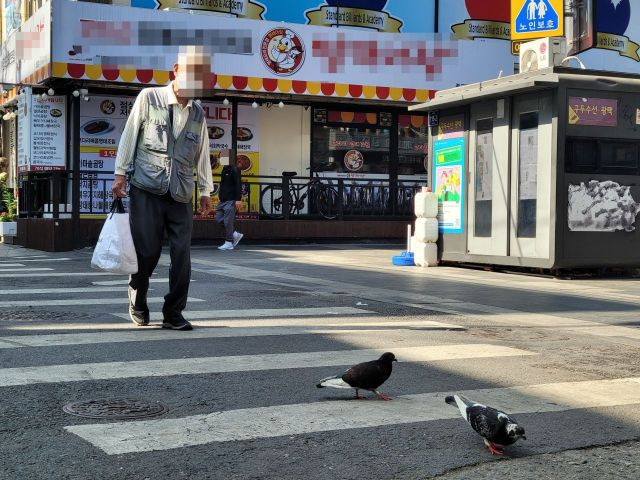 지난 25일 서울 탑골공원 인근에서 한 노인이 횡단보도를 건너고 있다. 옆에서 비둘기들은 땅에 떨어진 먼지들을 쪼고 있었다. /사진=공병선 기자 mydillon@