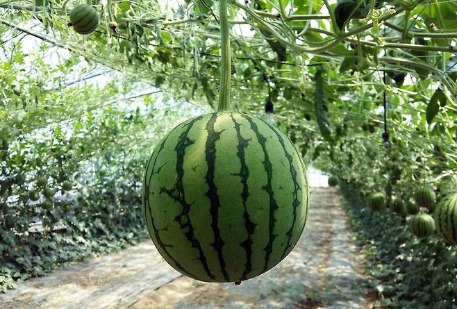 합천군 애플수박 [합천군 제공. 재판매 및 DB 금지]