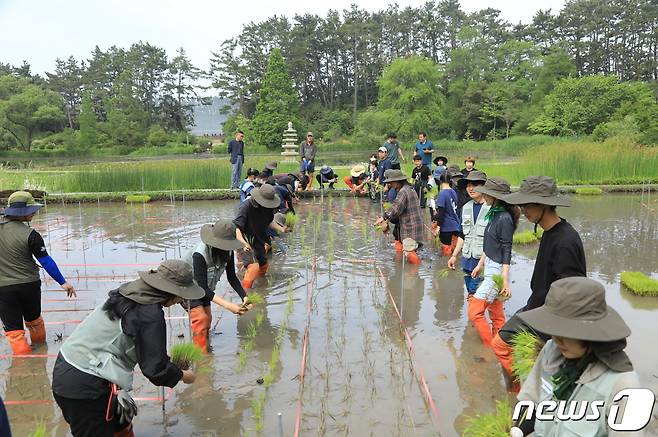 천리포수목원이 30일 인근 모항초등학교 학생과 전통 방식의 손 모내기 체험행사를 진행하고 있다. (천리포수목원 제공) /뉴스1