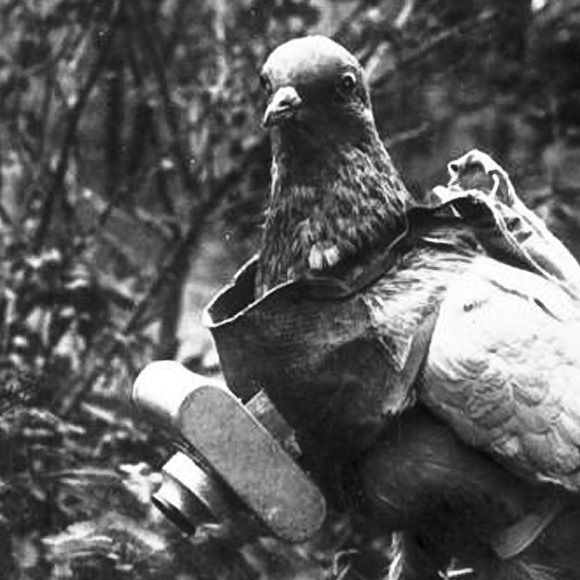1차 세계대전 당시 독일군에 의해 정찰병으로 사용되던 비둘기/위키피디아